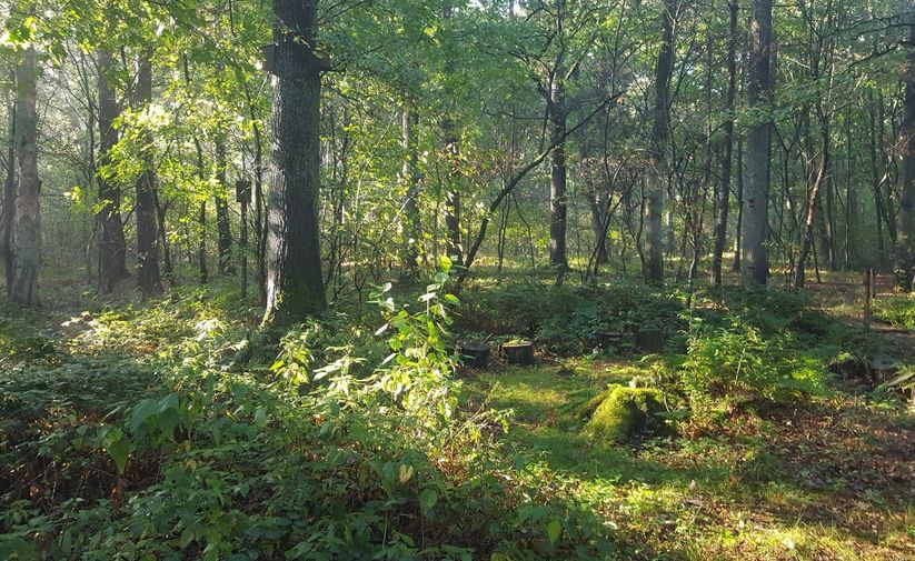 SPIE-ken in het Doezelbos